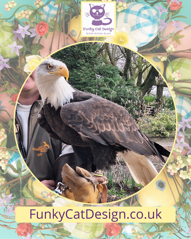 Eagle at the Hawk Conservancy Trust woodland market