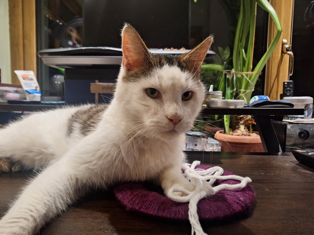 Family cat helping with crafts